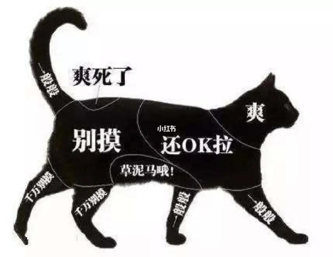 探索猫的世界，最新猫咪位置与温馨家园的发现